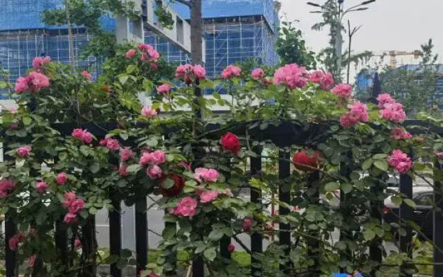 Great Sojourn｜Urban Garden Hotel of Ya'an