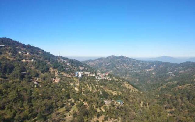 Orchid kasauli
