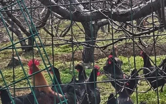 No Shaoguang Homestay Former Residence Inn