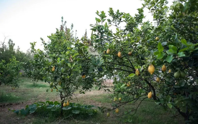 La Carcara