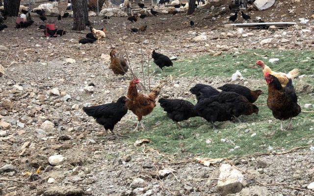 Durusu Ciftlik Evleri
