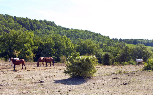 Les Piboules (LLI150)