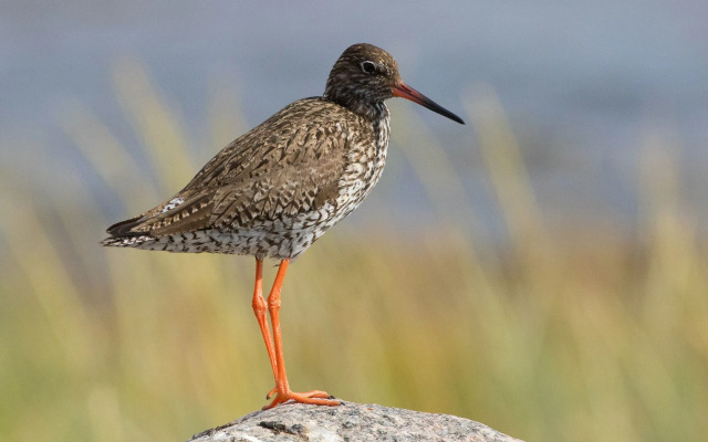 Luotsihotelli - Arctic Lighthouse Hotel