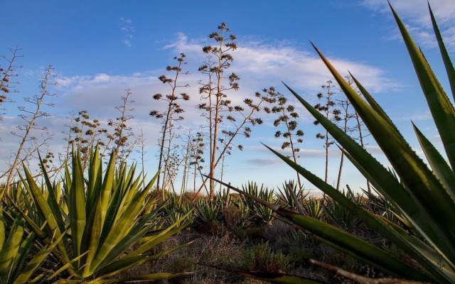 La Palmera. El amanecer en el Parque Natural