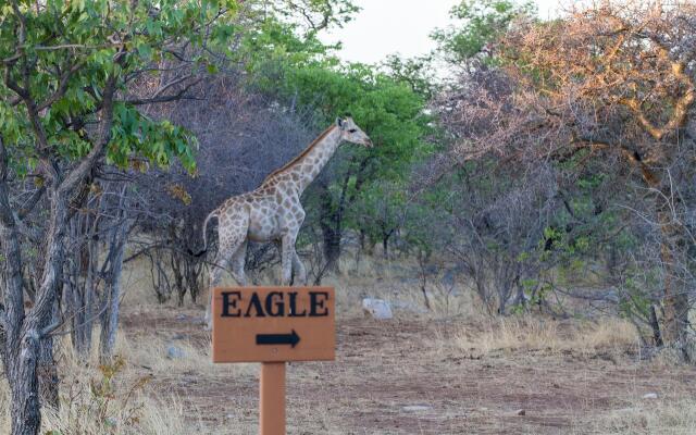 Eagle Tented Lodge & Spa Etosha