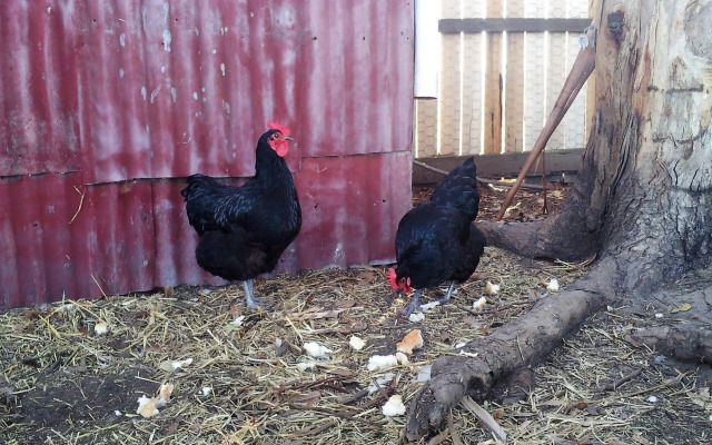 Pelican Point Tasmania