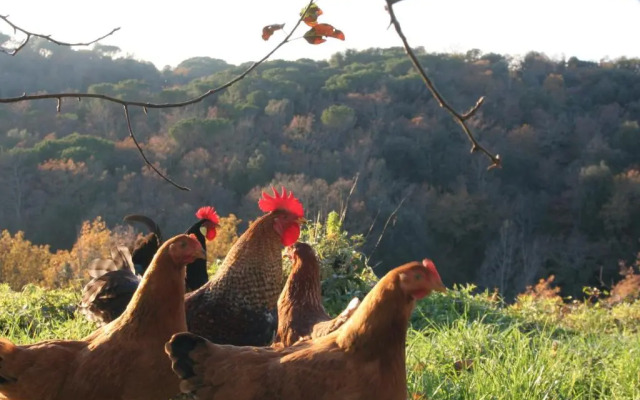 Podere Calcinaia