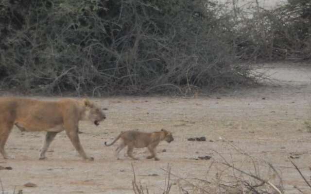 Thobolo's Bush Lodge