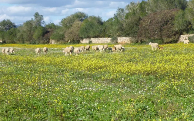 Agroturisme Son Llado