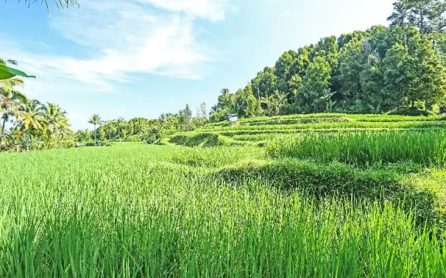 Oyo Homes 91094 Desa Wisata Banyuatis