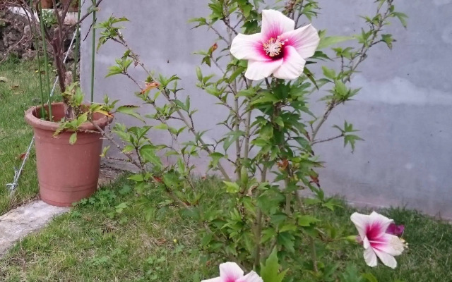 Minshuku Zabaru