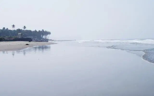 Little Palm Grove