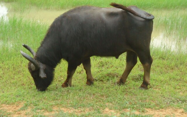 Yala Big Game Drive with Heina Eco Team