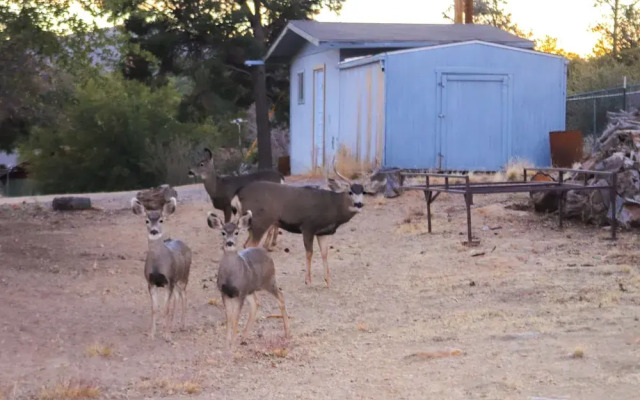 1 Mi to Dtwn: Scenic Prescott Hillside Retreat!