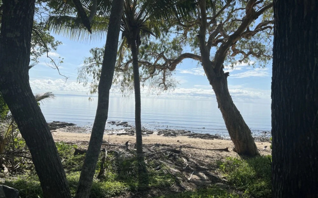 Daintree Crocodylus