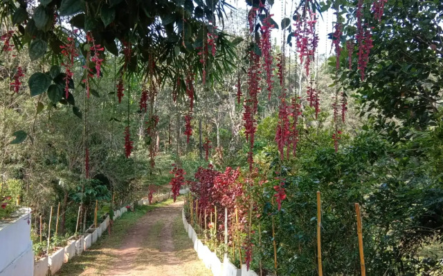 Humming Breeze Nature Retreat