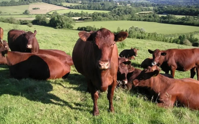 The Milking Parlour
