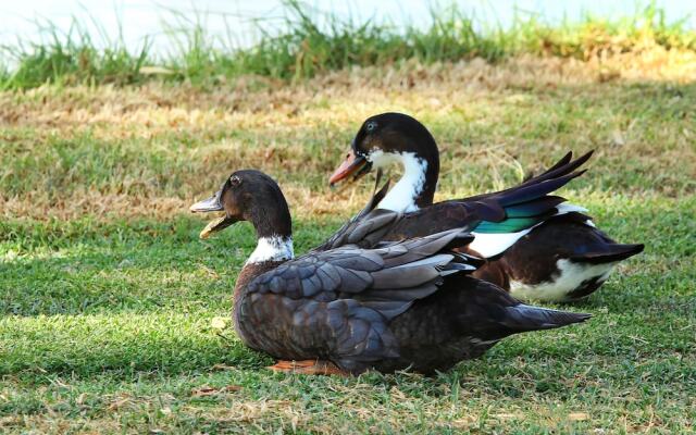 The Duck Inn Apartments