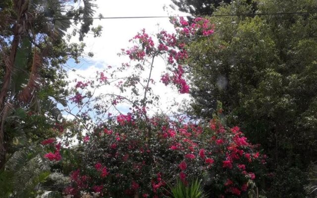 Winterson en Somerkoelte