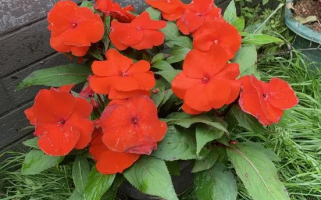 Shenzhen Hua Zhu Xiao Yuan HomestaShenzhen Sha Yu Yong Hua Zhu Xiao Yuan Homesta