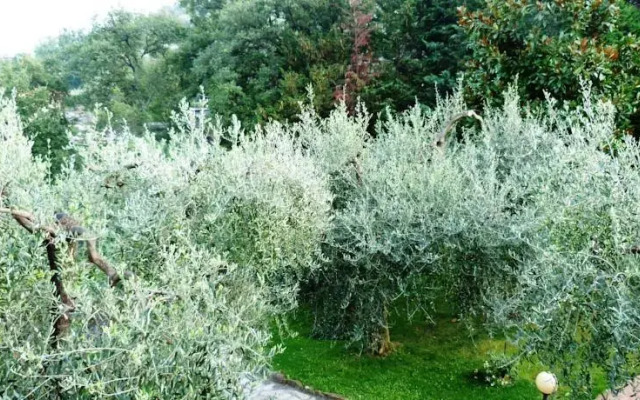 Appartamento Azalea