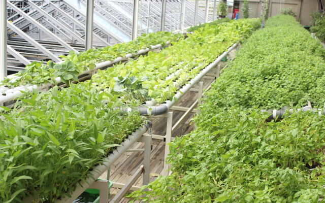 Greenhost Boutique Hotel