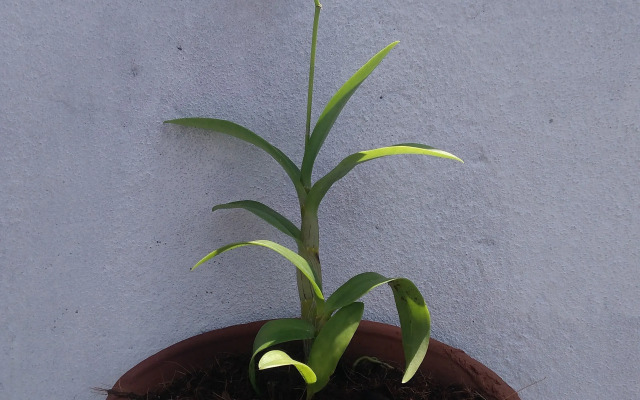 Queens Airport Residence