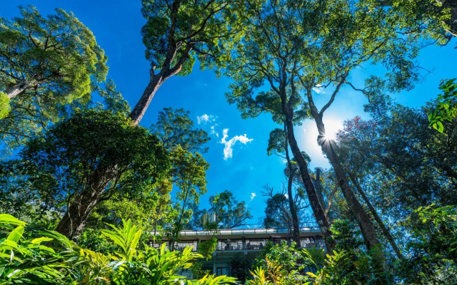 The Tall Trees Munnar