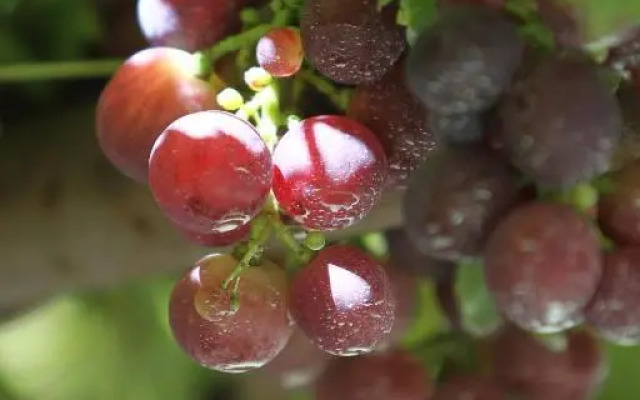 Agriturismo Cascina Mariale