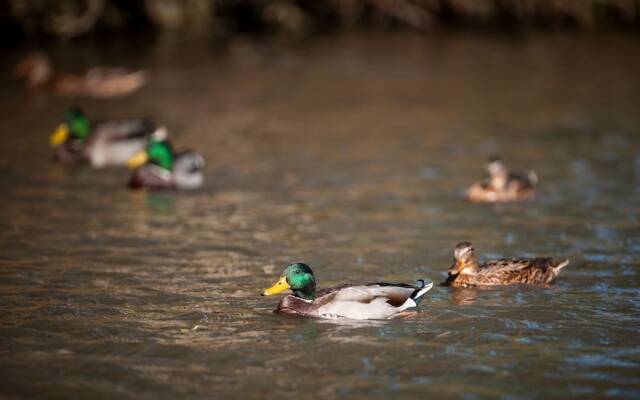 Goss Hall Bed & Breakfast