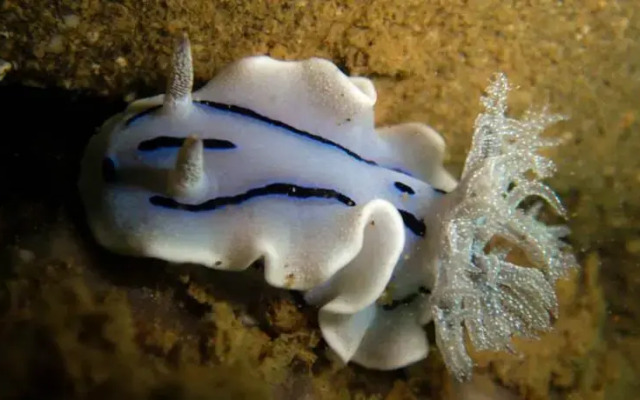 ScubaBro Dive Resort
