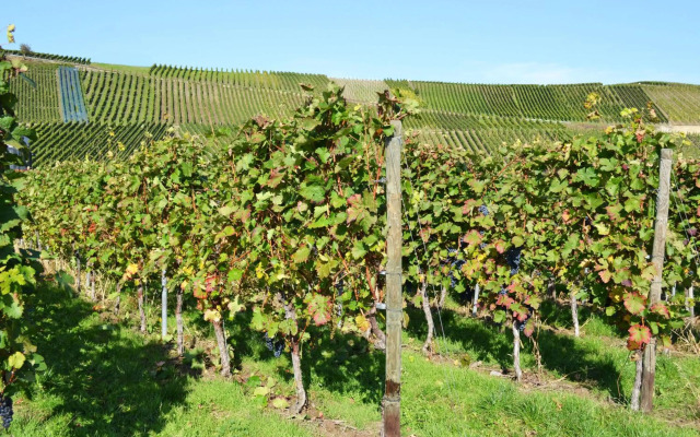 Weingut Mathy-Schanz