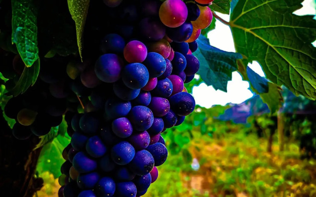 Studio Mirador, todo lo que necesitas para disfrutar