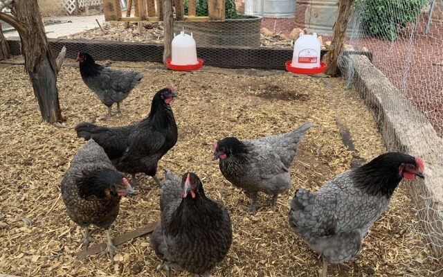 Zion's Backyard Bed and Breakfast