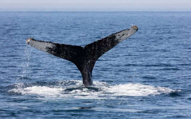 3BD Amazing Villa Los Cabos HE