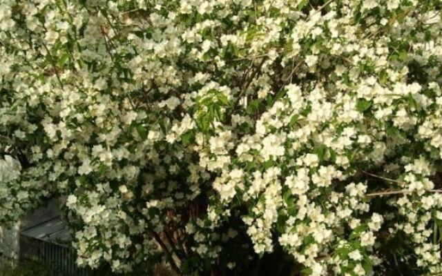 Il Giardino della Strega Innamorata