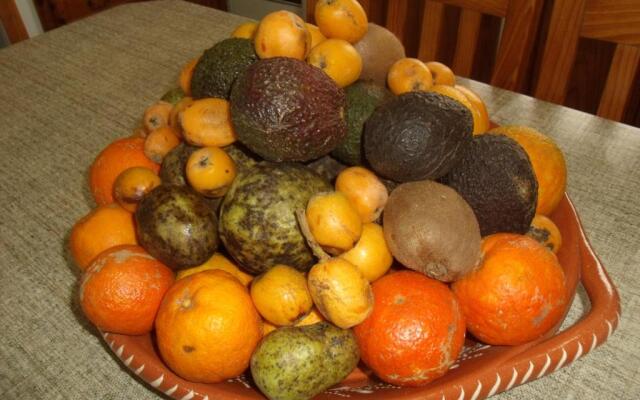 Tropical Fruit Garden