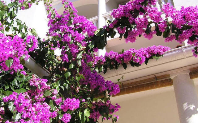 Apartments Paloma Blanca