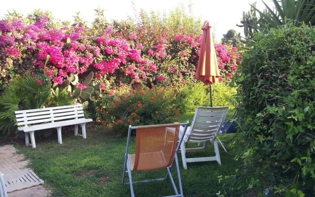 Bouganvillea