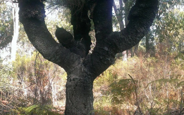 Yelverton Brook Conservation Sanctuary