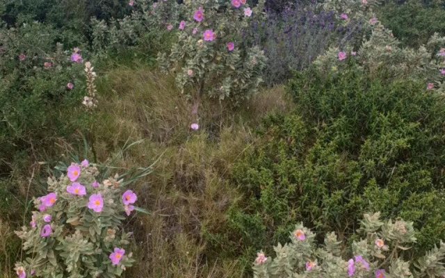 Mas Del Roumany (Adults Only)