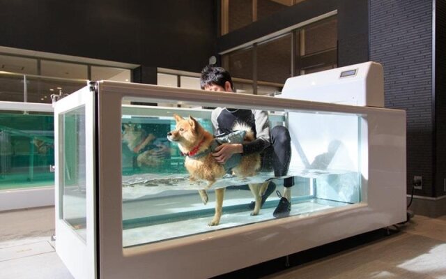 Izumigo Yatsugatake Dog Paradise Cottage