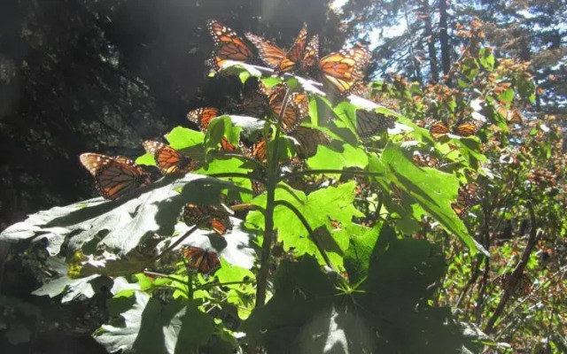 JM Butterfly B&B