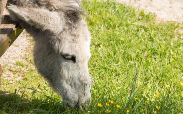 Reiterbauernhof Maho