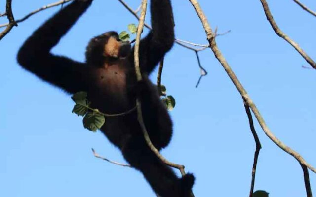 Gibbon Singing Homestay