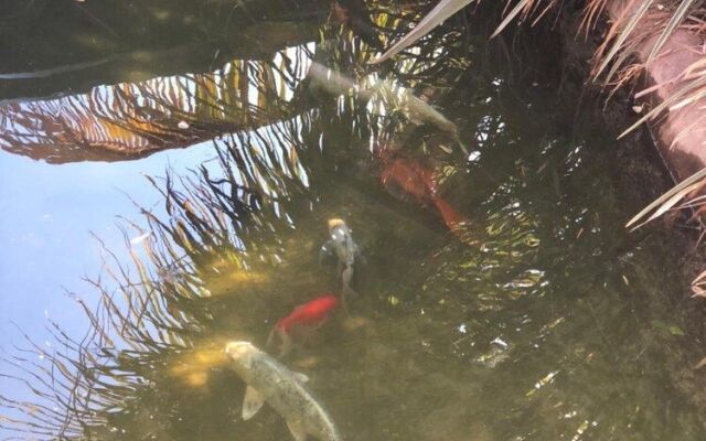 Pousada Aldeia das Flores