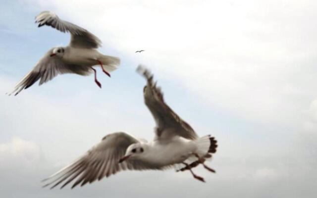 Schifferhaus "Kapitänskabine" FW 5