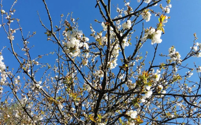 Les Cerisiers Gîtes