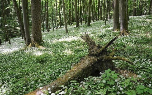 Landhotel Brauner Hirsch