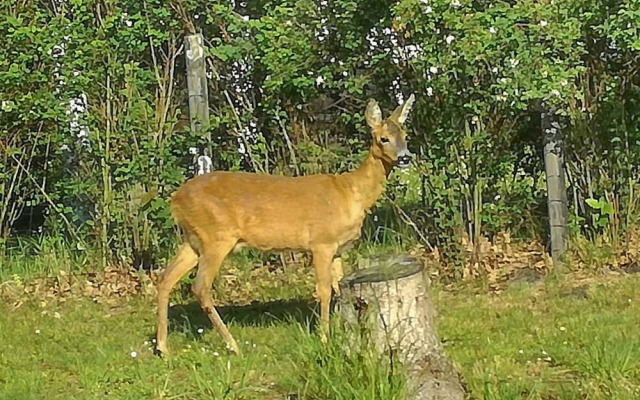 6 Person Holiday Home in Rodby